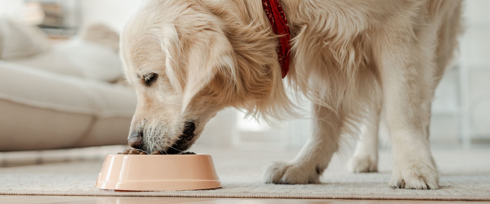 Feeding dogs clearance peanuts